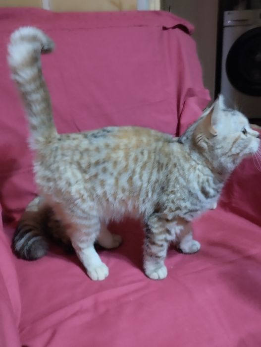 Продам  двух  кошечек, скотиш фолд  и  cтрайт .