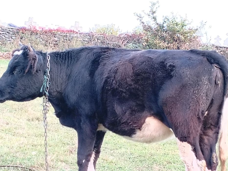 Vând juninca de un an