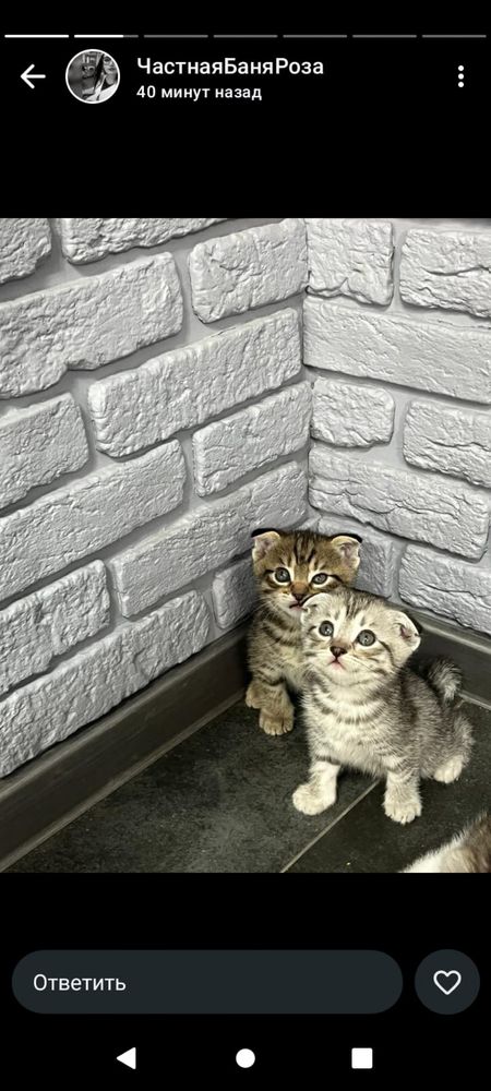 Вислоуха котенки