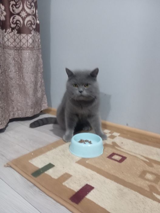 Skotshfol ayol erkak