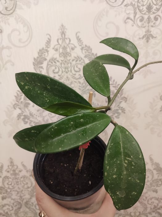 Хайя Карноза. Комнатный цветок.