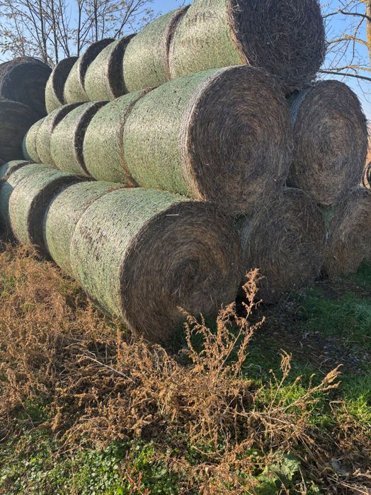 Vând baloți paie de grâu
