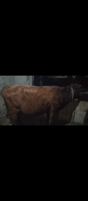 G'unajin sotiladi kelishuv asosida