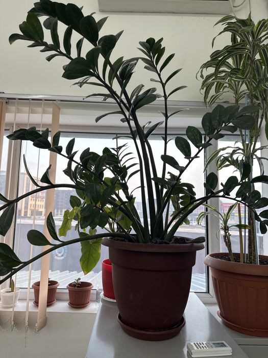 Комнатные растения в хорошем состоянии