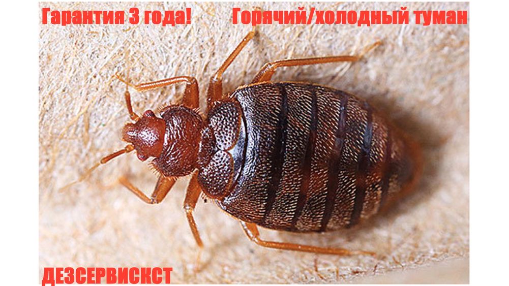 Уничтожение клопов, тараканов, блох и т.д