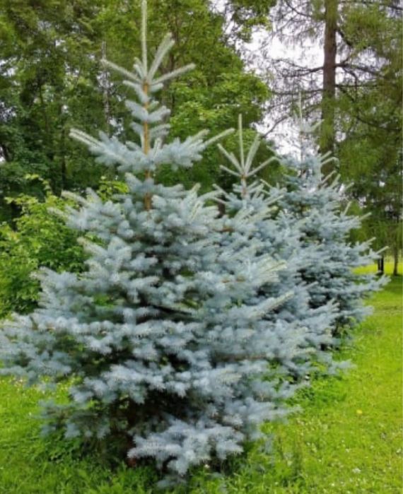 Vand brazi-normandian-argintiu-picea punges diferite specii