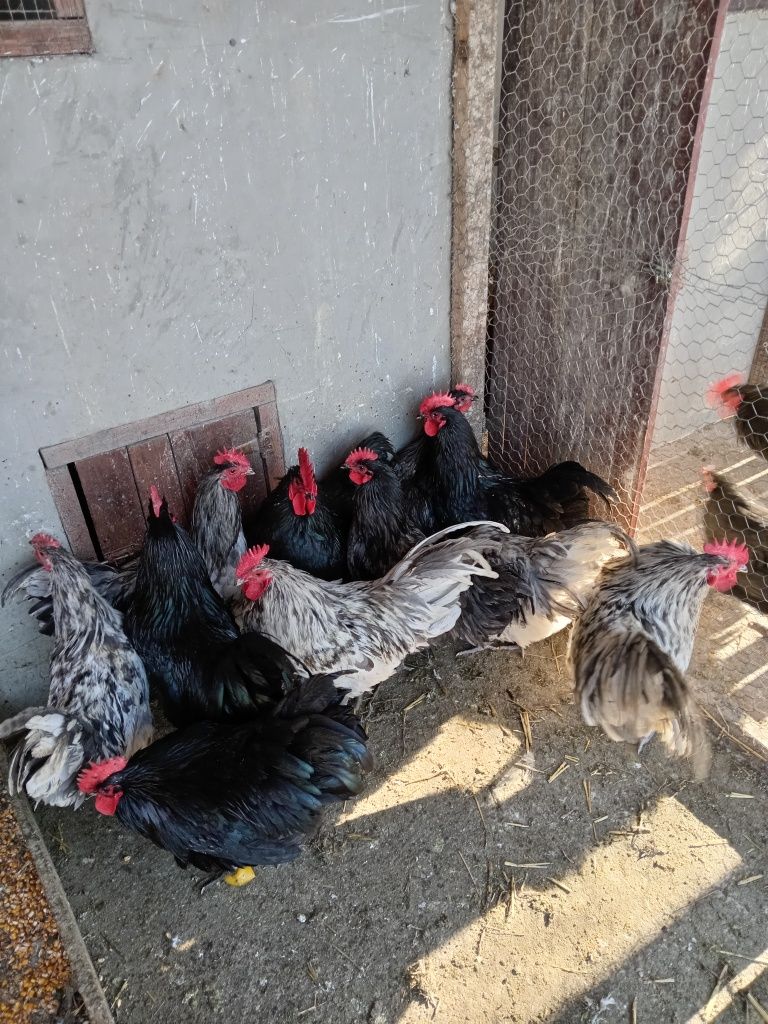 Vând Cocosi Australorp