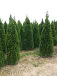 Vand tuia smaragd, columnaris, leylandii, brabant, brazi, smarald