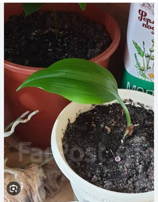 Эухаррис детка продам