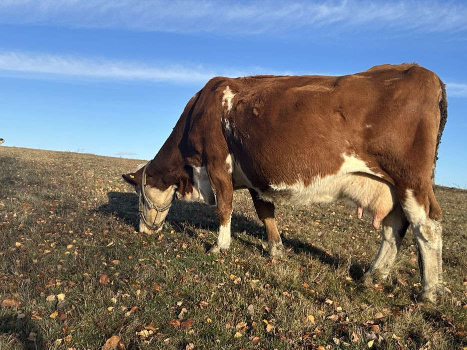 Vand vaca gestanta 9 luni