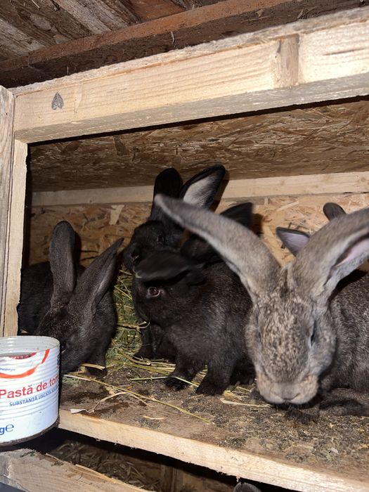 Iepurasi  rase diferite