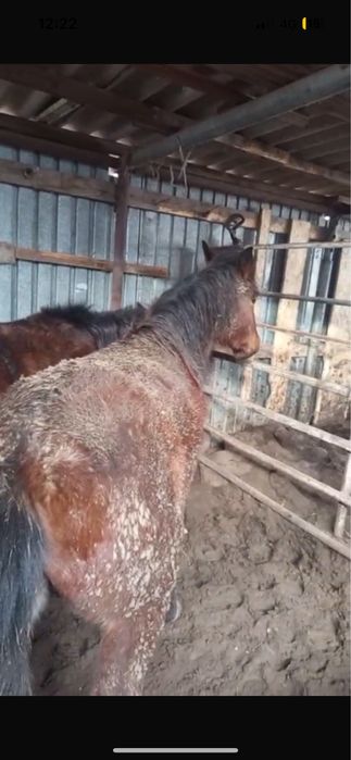 Продам лошадь, 170кг