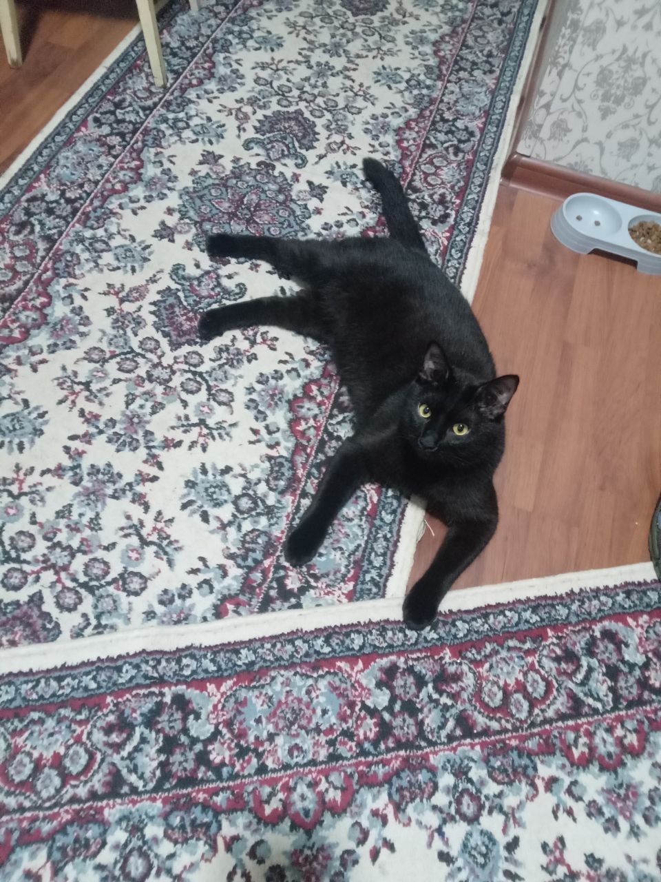 КОТ ЧЕРНЫЙ домашний