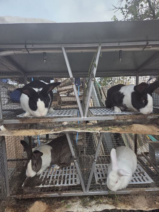 Vand iepuri viu/carcasa