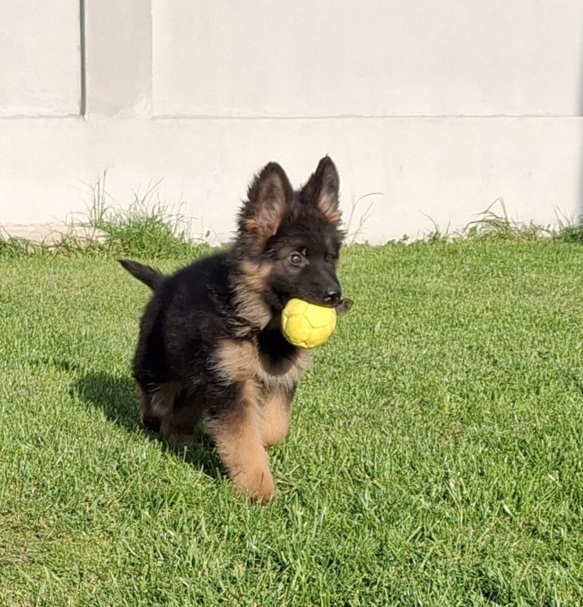 Catel ciobanesc german cu pedigree