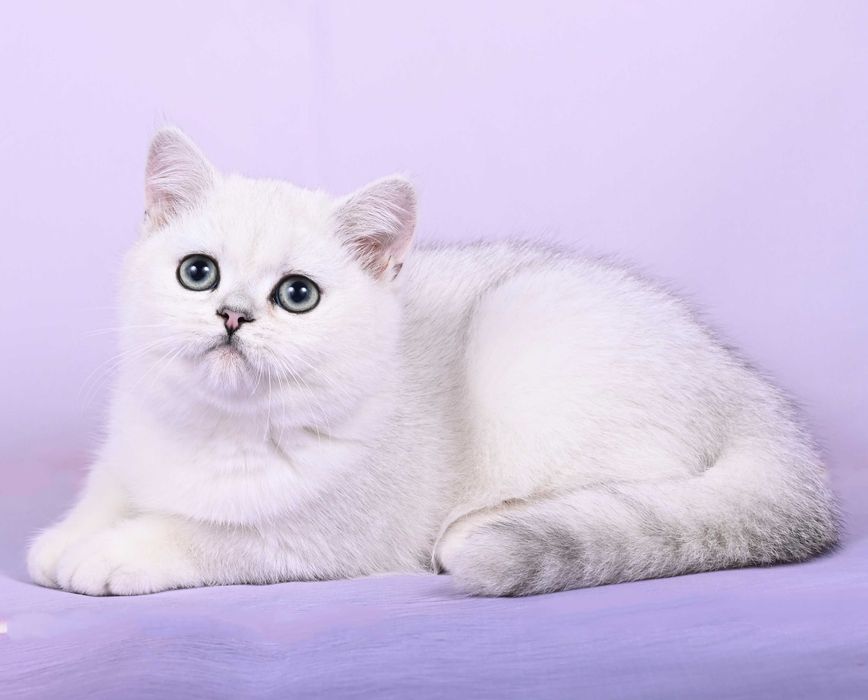 Pisicuță British Shorthair Silver Chinchilla  cu pedigree