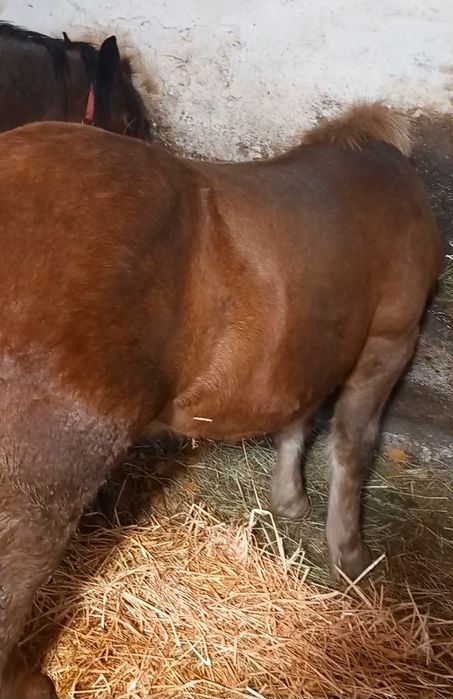 De vânzare mânz de 7 luni.