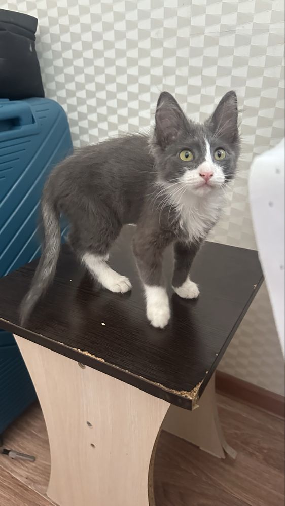 Котенок кішкентай Мысық