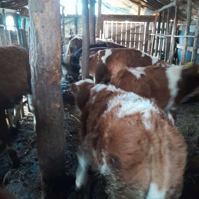 Vind vițeii bălțați