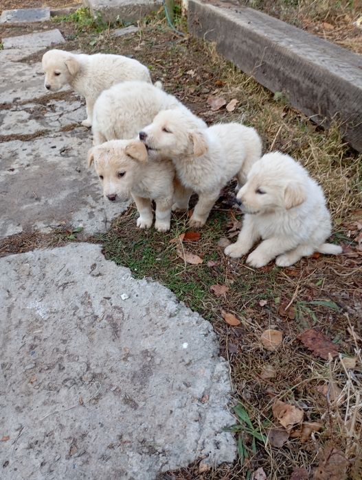 Продаются породистые щенки