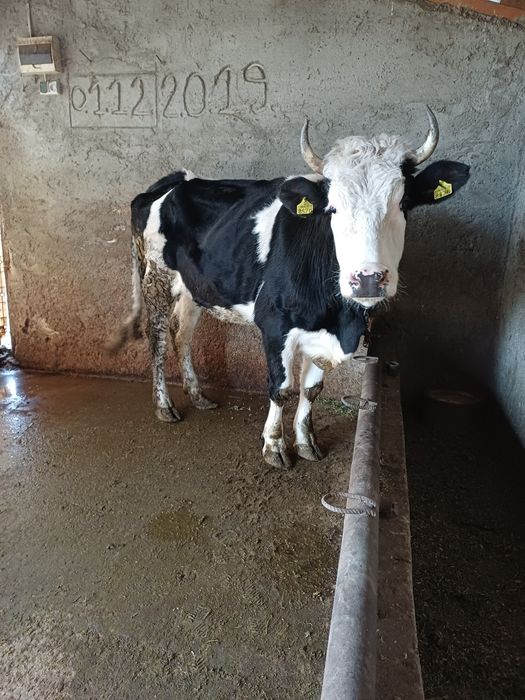 Vand vaca de abator Pret 40 milioane negociabil