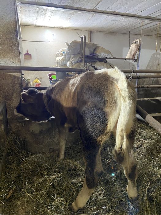 Vând tăuraș de 4 luni