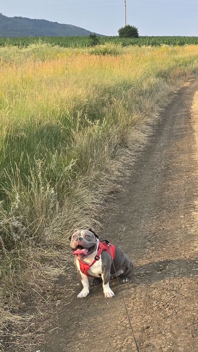 Американско покет були / American pocket bully