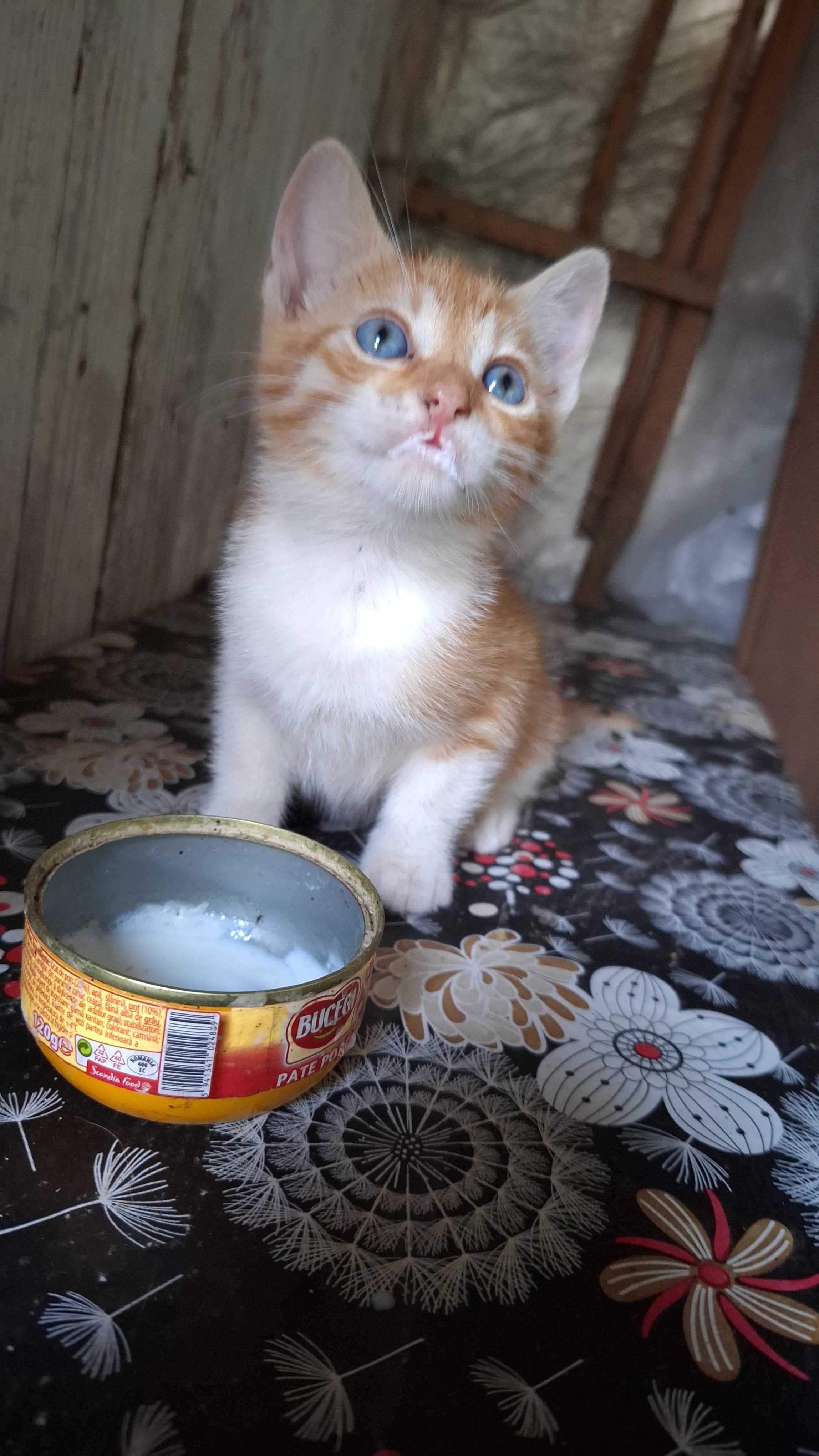 dau spre adoptie 5 pisicute