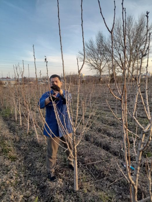 Mevali daraxtlarga shakl berish
