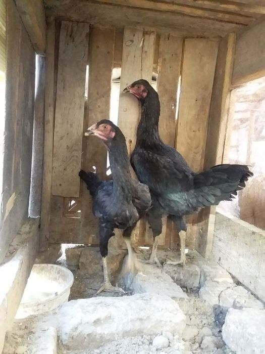 Товук, хуроз ва 4-5 ойлик жужалар сотилади.