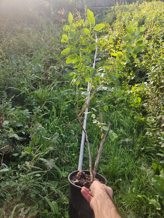 Arbuști Afin Anul 3