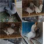 Porumbițe voiajor standard disponibile