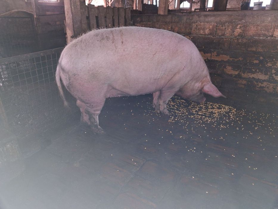 Продавам прасета