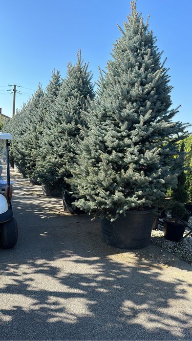 Brazi de plantat la ghiveci