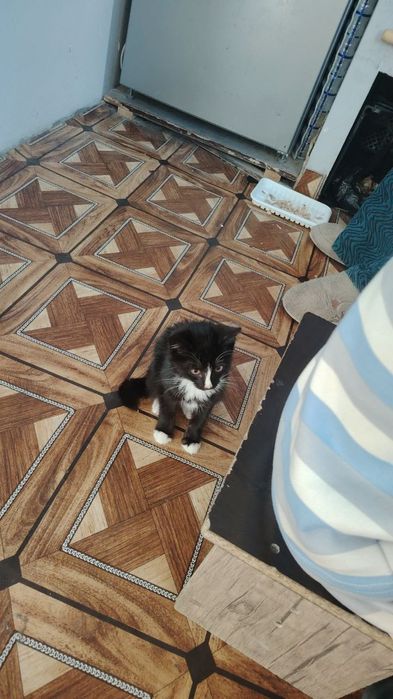 Пишик болосини бор