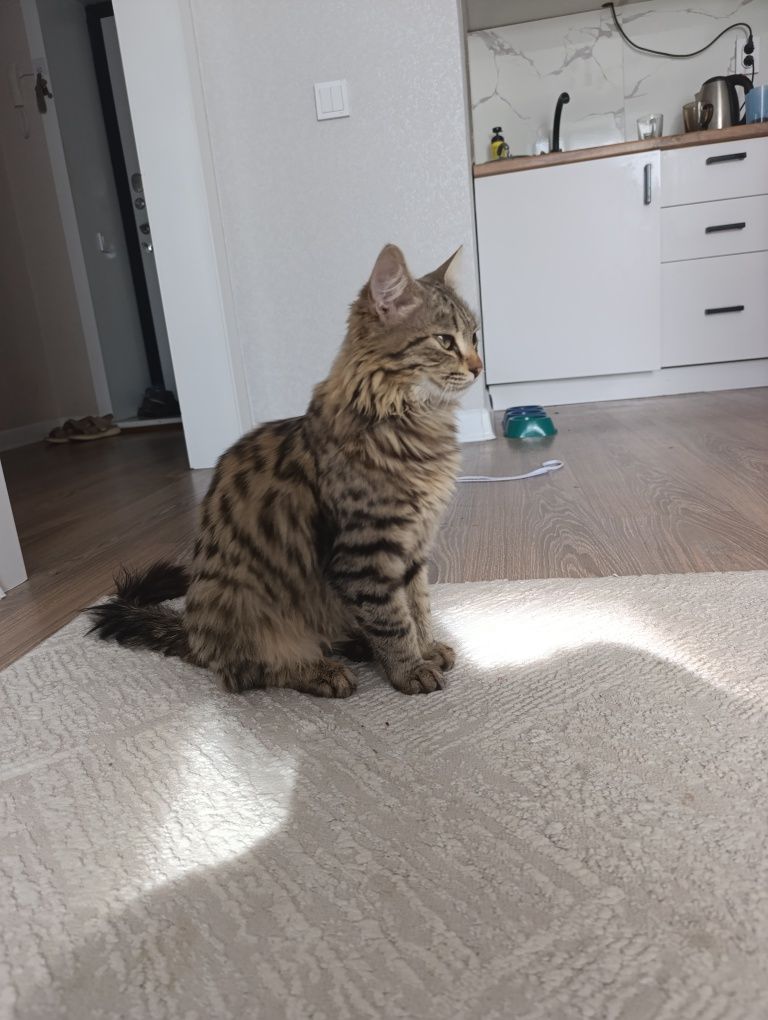 Отдам котенка даром