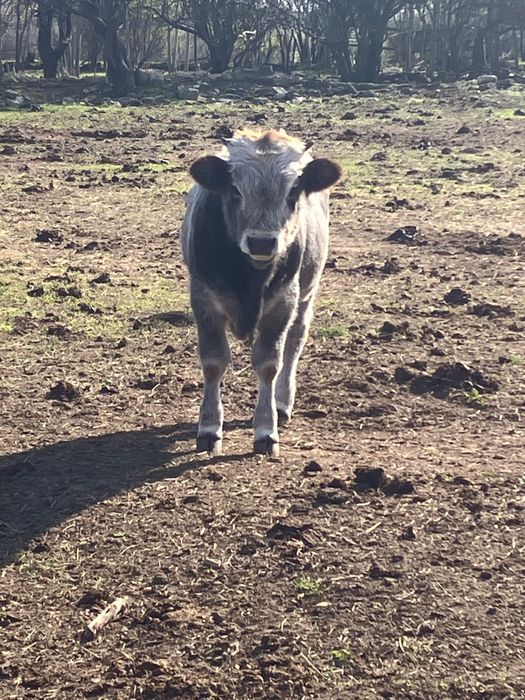 Мъжки телета сиво говедо - 6 лв на килограм