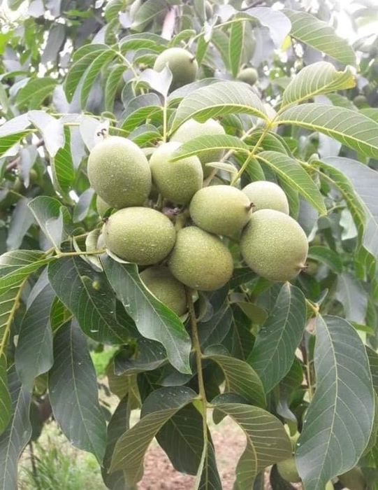 Puieți Nuc Altoiți Certificați Anul 3