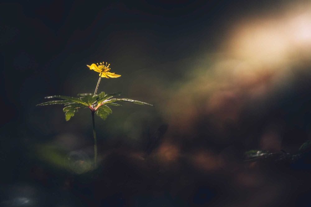 Obiectiv foto Sony FE 24-105mm f/4 G OSS