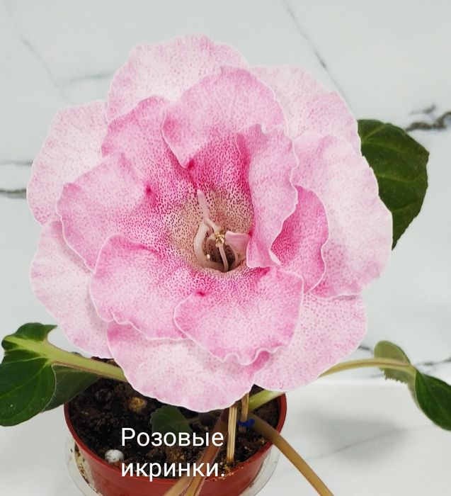 Цветущие глоксинии.