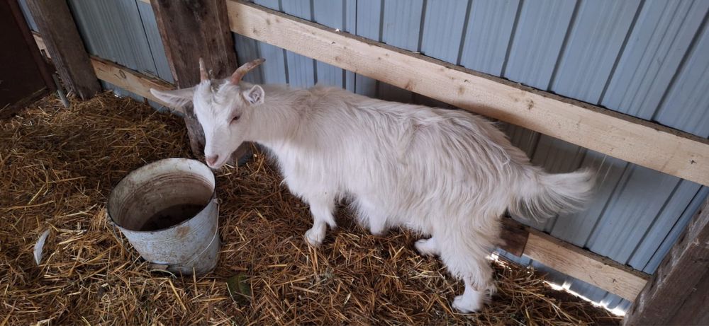 Capre carpatine de vanzare