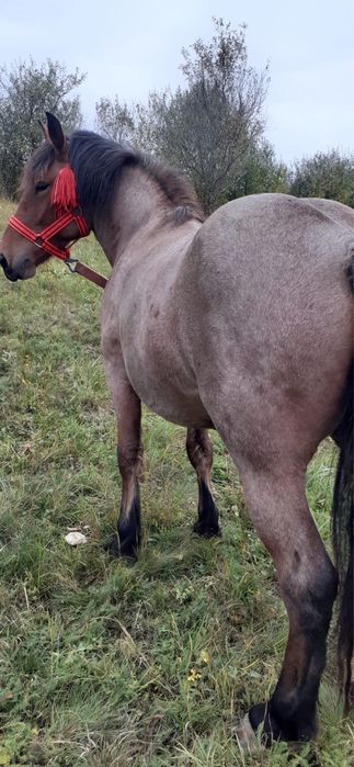 Vanz manza de doi ani