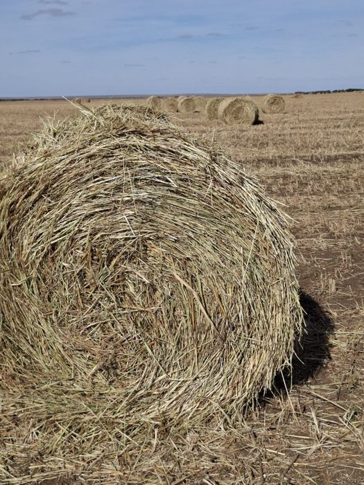 Продам суданку в рулонах