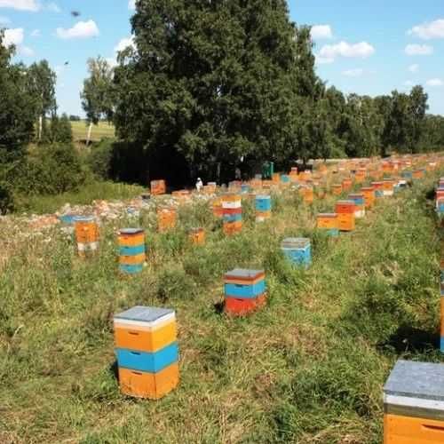 Продаем Натуральный 100% мёд с Восточно ‐ Казахстанской области