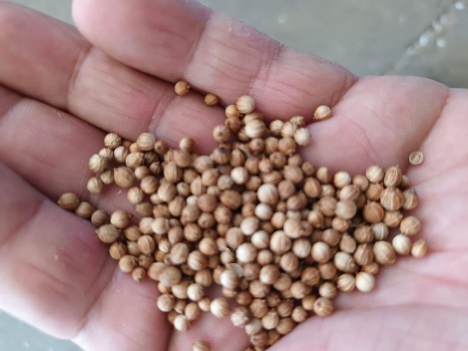 Vand seminte de lucerna, mustar si coliandru calitate extra