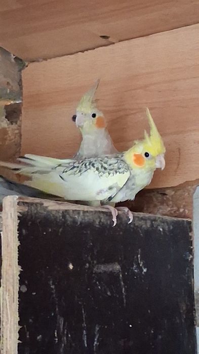 Vând sau schimb perusi