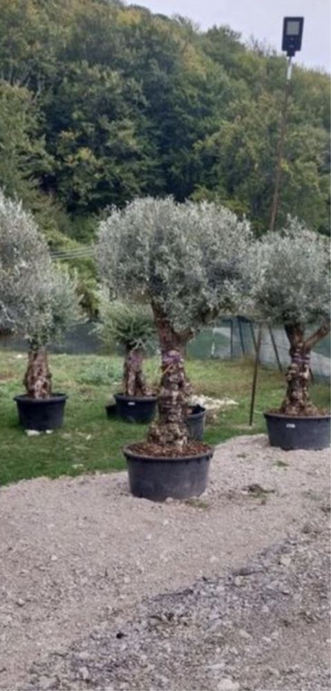 Maslinii.