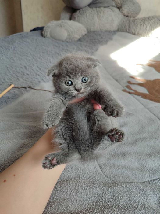 Продается котенок скоттиш фолд