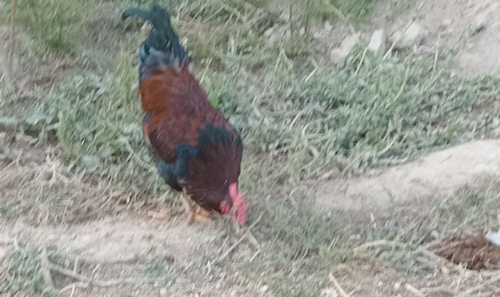 Хуроз сотилади соглом