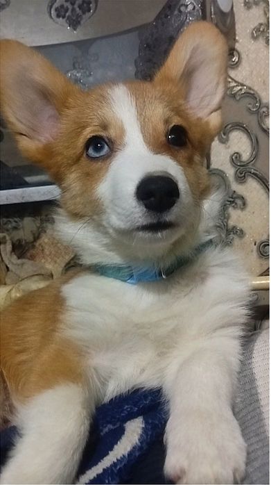 В продаже мальчик вельш пемброк корги